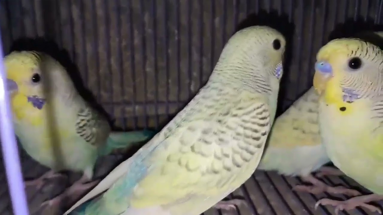 The Complete Guide to Australian Budgie Care