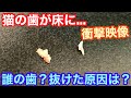 【衝撃映像】猫の歯が床に落ちていました。もしかして、病気⁉️