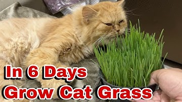 Grow wheat grass for cats in 1 week 🌾 #persiancat #catgrass #wheatgrass