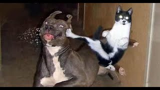 Приколы с животными \ смешные животные \ funny pets \ смешные домашние животные \ Dogs and / Cats Приколы с животными \ смешные животные \ funny pets \ смешные домашние животные \ Dogs and / Cats