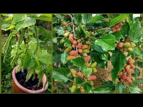 Video: Mulberry Förökning