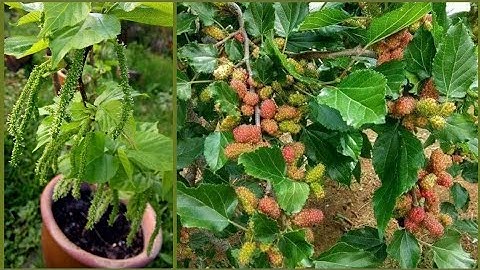 How to make mulberry give alot of fruits - DayDayNews