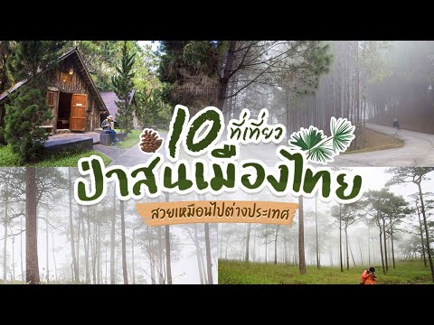 10 ที่เที่ยวป่าสนเมืองไทย สวยเหมือนไปต่างประเทศ