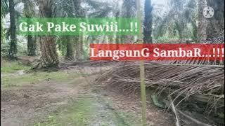 mikat kacer pakai jaring hasilnya luar biasa