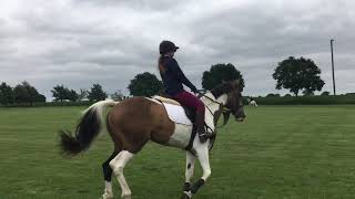 Diva - Flatwork🌟