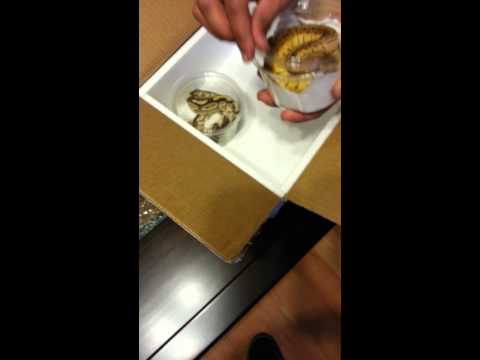 Ball Python unboxing 1