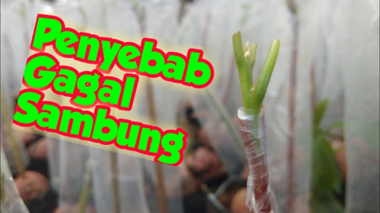 Penyebab Gagal Sambung Pucuk Alpukat