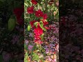 二色仕立てのサザンカ#樹木花木 #公園#garden #flowers #spring