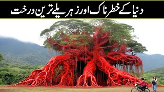 Most Dangerous Trees You Should NEVER Touch In Urdu Hindi
