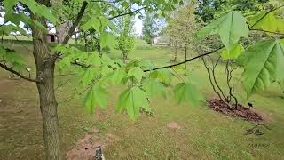 Acer lobelii javor Lobelův   jaro