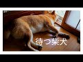 【待つ柴犬 】お父さん早く！！