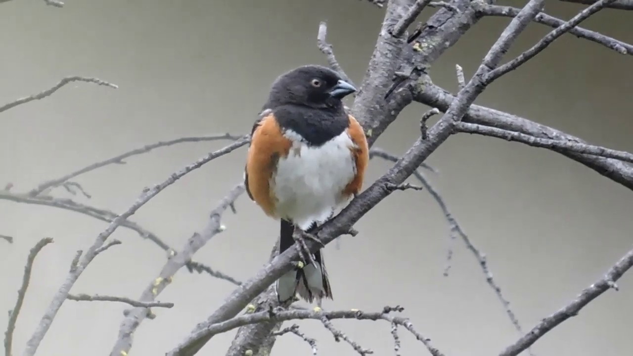 Chestnut-backed Chickadee, Oak Titmouse, KC Sparrow and Spotted Towhee