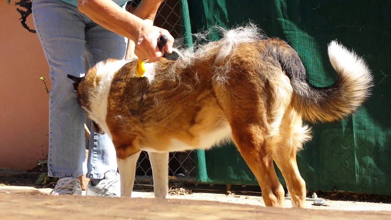 Demonstrating the Furminator dog brush June,2014 YouTube