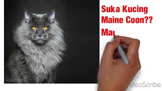 Video Mainecoon Mania