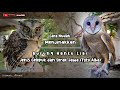 Cara Menjinakkan Burung Hantu Liar (Celepuk & Tyto Alba) - Di Jamin Luluh dan Jinak