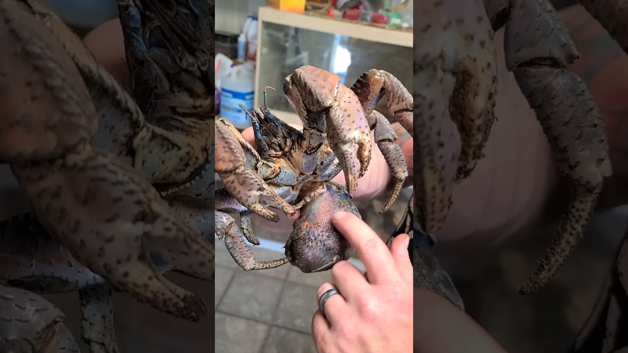 Coconut crab 