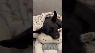 #archie #dogday #dogshorts #dogs #sleepy #billy #billystrings #bluegrass