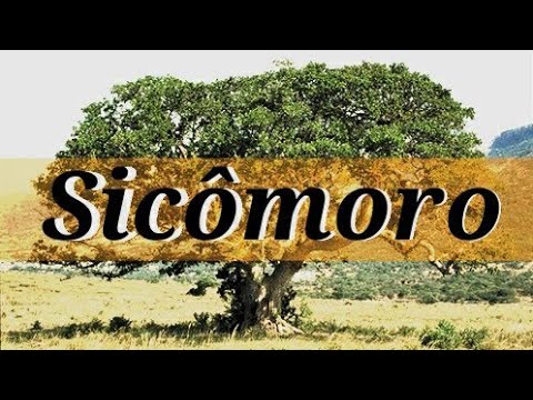 Vídeo: Sicômoro