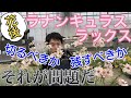 花後のラックス、切るべきか残すべきか【ラナンキュラス】【ガーデニング】【生産者】【園芸のぶチャンネル】