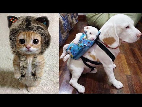 funny-animals-⭐-cute-cats-and-dogs-compilation-#15-|-funny-boost