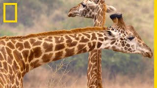 Une girafe essaie d'entraîner une femelle dans son harem