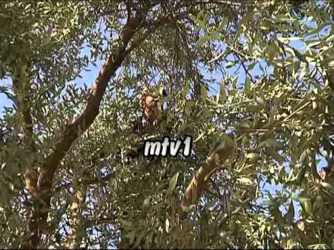 برنامج مواسم الخيرالتلفزيون الاردني حلقة عن زراعة الزيتون في جرش وعجلون إخراج عدنان أبو الحاج