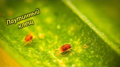 Паутинный клещ на комнатных растениях. Как определить и что делать.