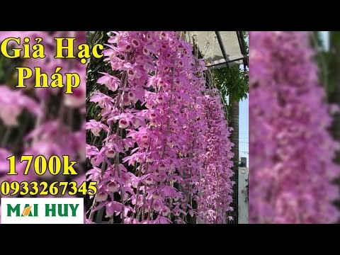 GIẢ HẠC PHÁP giò TO và KHỦNG như vầy HIẾM lắm luôn [Mai Huy] | Foci