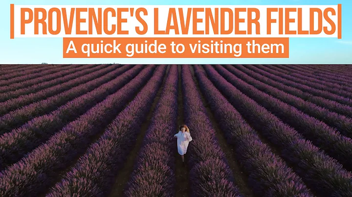 A quick guide to visiting Provence's blooming lavender fields - DayDayNews