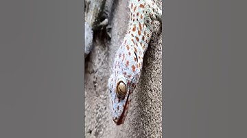 Tắc Kè #geckosound #gecko #animals