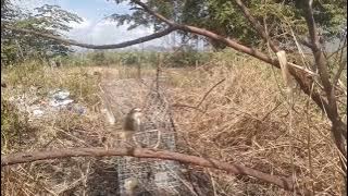 tiếng chim sâu lác