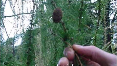Tree identification walk around Elvaston castle Part 1