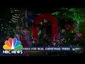 Real Christmas Tree Sales Soar | NBC Nightly News