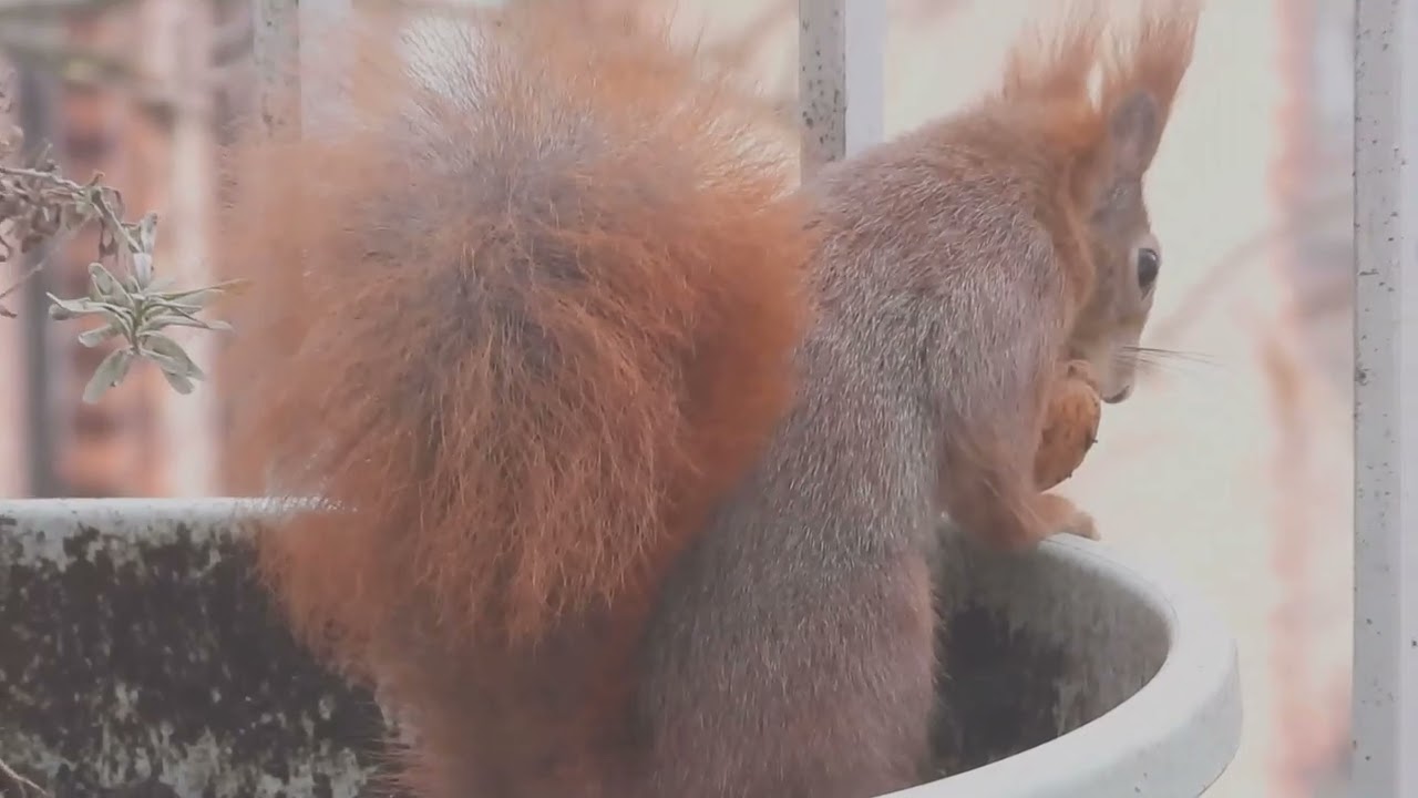 Tagträume🐿️Nussbeschäftigung
