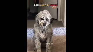 Dog Can't Be Scary Vs This Dogs ☠️ #usa #trollface #troll #fyp #edit