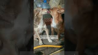 💞🐕Пальма и Рыжик💞#пальма#рыжик#cat#dog#animals#reels##love#happy#video#best
