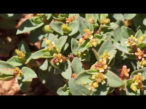 Perdita minima  - the smallest bee in the United States (2 mm long)