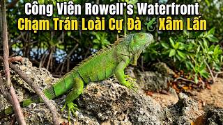 Encounter Iguanas🦎 at Rowell's Waterfront Park