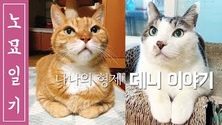 [Diary of an old cat] I found Nana's blood brother after 19 years!