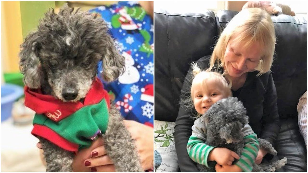 Owner told vet staff to put this senior dog down, but the vet staff