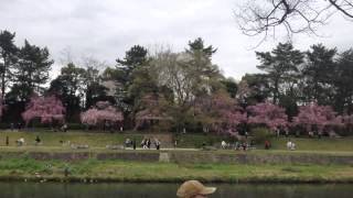 20150404PM14:42京都鴨川櫻花滿開