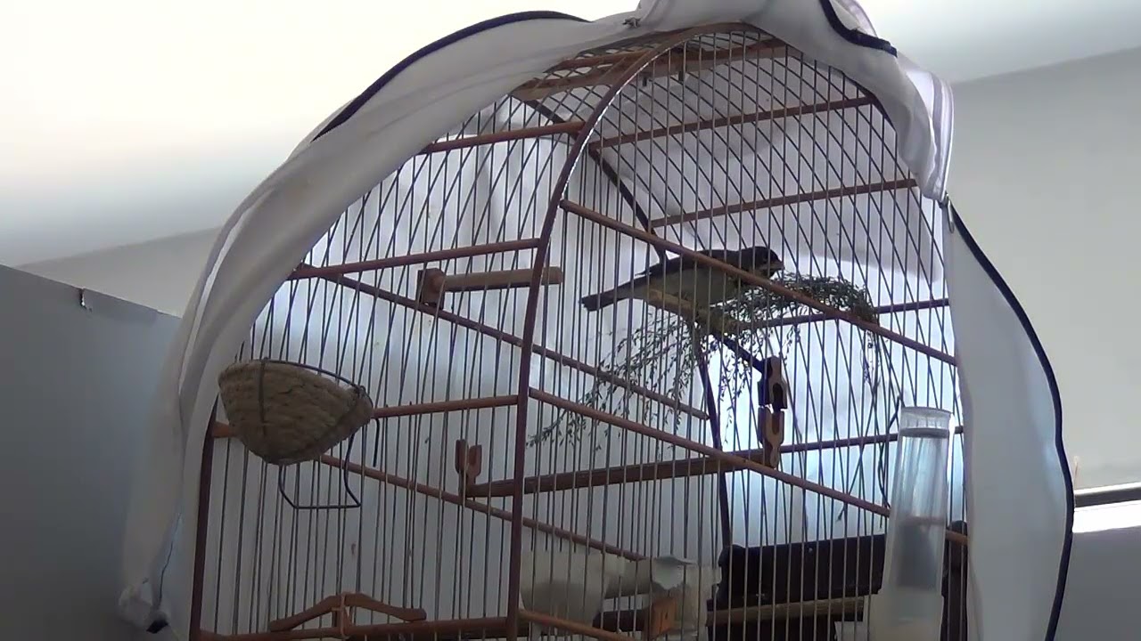 Canto Tui Tui Especial - Pelo Coleiro Prata da Casa -