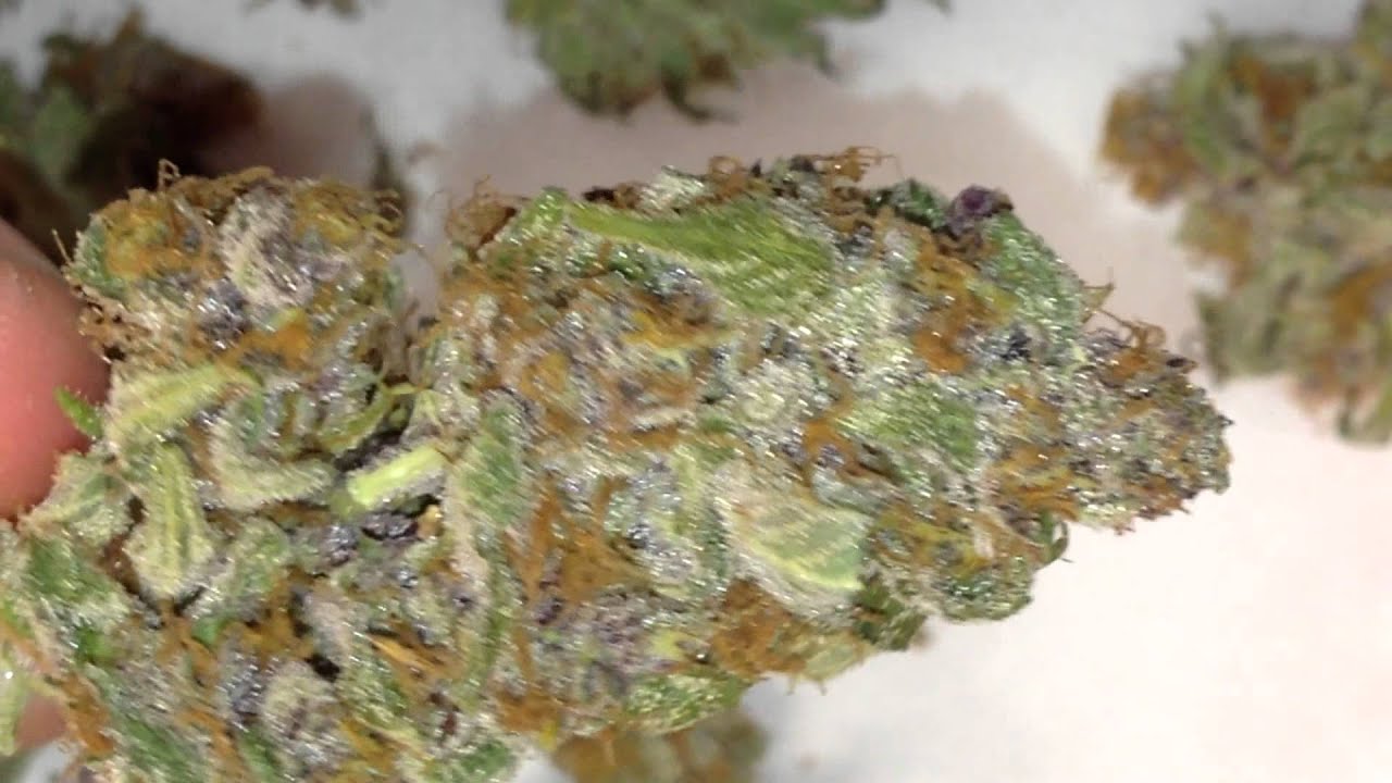 Shatterday Update, Harvest Nugsshots & Fweedom Run