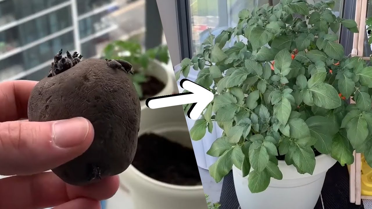 How to Grow Potatoes Balcony Gardening YouTube