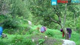 Apple orchards in Kullu and Manali