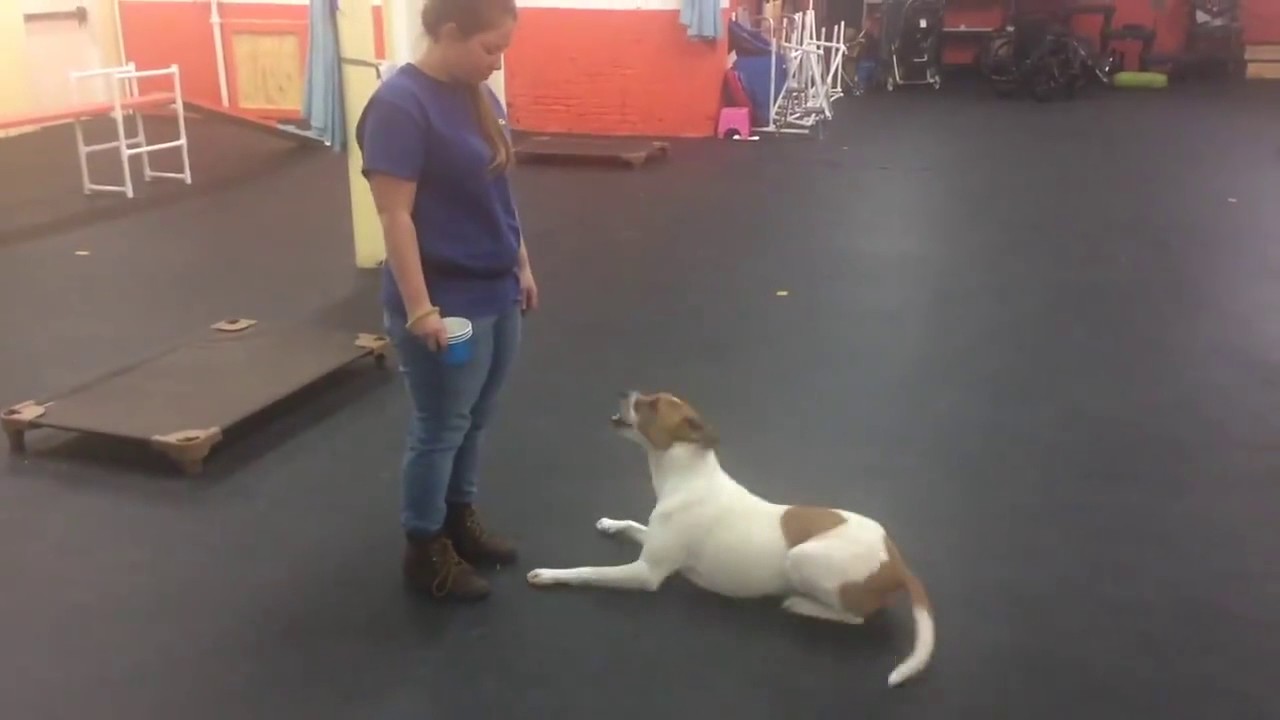 dog trainer in delhi Upcoming Event | Trick Training | Solid K9 Training Dog Training