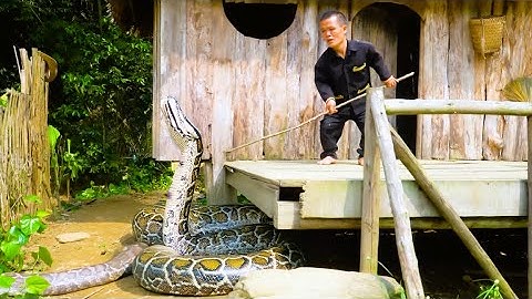 Farm surrounded by pythons - Giant python invades dwarf family’s land in broad daylight