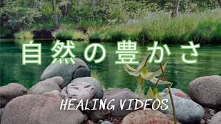 🍃Serene River Reflections | Nature's Calm for Inner Peace & Tranquility