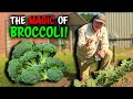 How To Be Successful At Growing Broccoli