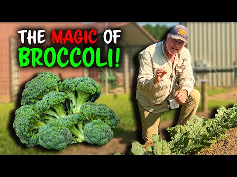 Video: Piantare semi di broccoli magici verdi – Come coltivare broccoli magici verdi